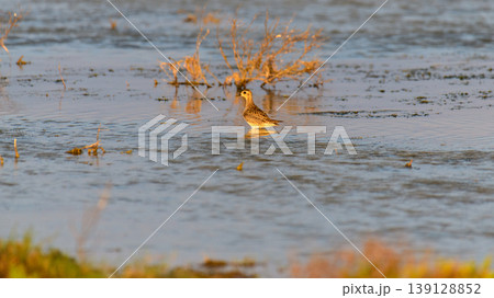 Little stint foraging in shallow waters at Mannar, Sri Lanka. Soft golden light reflections and natural lagoon habitat Little stint foraging in shallow waters at Mannar, Sri Lanka. Soft golden light reflections and natural lagoon habitat 139128852