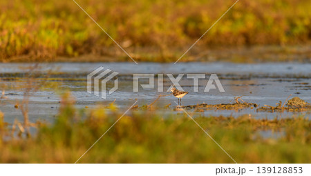 Little stint foraging in shallow waters at Mannar, Sri Lanka. Soft golden light reflections and natural lagoon habitat Little stint foraging in shallow waters at Mannar, Sri Lanka. Soft golden light reflections and natural lagoon habitat 139128853