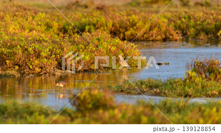 Little stint foraging in shallow waters at Mannar, Sri Lanka. Soft golden light reflections and natural lagoon habitat Little stint foraging in shallow waters at Mannar, Sri Lanka. Soft golden light reflections and natural lagoon habitat 139128854