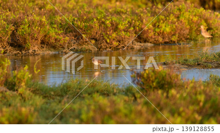 Little stint foraging in shallow waters at Mannar, Sri Lanka. Soft golden light reflections and natural lagoon habitat 139128855