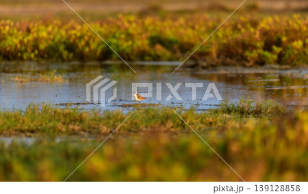 Little stint foraging in shallow waters at Mannar, Sri Lanka. Soft golden light reflections and natural lagoon habitat 139128858