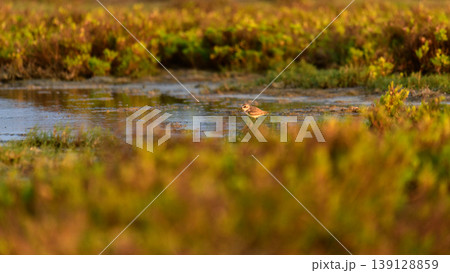 Greater sand plover foraging in shallow waters at Mannar, Sri Lanka. Soft golden light reflections and natural lagoon habitat Greater sand plover foraging in shallow waters at Mannar, Sri Lanka. Soft golden light reflections and natural lagoon habitat 139128859