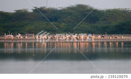 Flock of greater flamingos foraging in shallow waters at Mannar lagoon, Sri Lanka. Coastal scrub and calm reflective water under soft morning light Flock of greater flamingos foraging in shallow waters at Mannar lagoon, Sri Lanka. Coastal scrub and calm reflective water under soft morning light 139128870