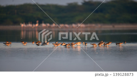 Flock of Curlew sandpipers foraging in a shallow lagoon at Sunrise in Mannar, Sri Lanka. Coastal wetland wildlife scene 139128873