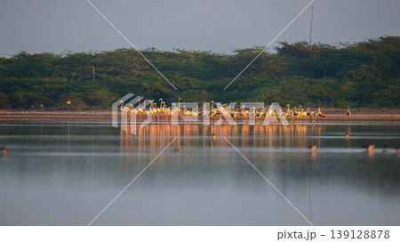 Flock of greater flamingos foraging in shallow waters at Mannar lagoon, Sri Lanka. Coastal scrub and calm reflective water under soft morning light 139128878