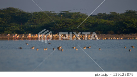 Flock of greater flamingos foraging in shallow waters at Mannar lagoon, Sri Lanka. Coastal scrub and calm reflective water under soft morning light 139128879