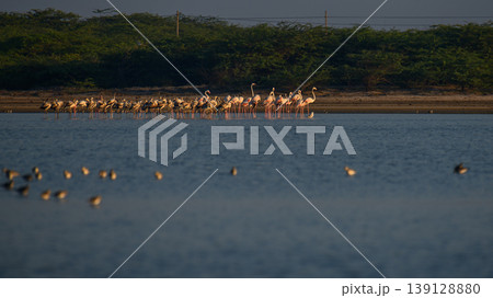 Flock of greater flamingos foraging in shallow waters at Mannar lagoon, Sri Lanka. Coastal scrub and calm reflective water under soft morning light 139128880