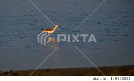 Marsh sandpiper foraging in a shallow lagoon at Sunrise in Mannar, Sri Lanka. Coastal wetland wildlife scene 139128881