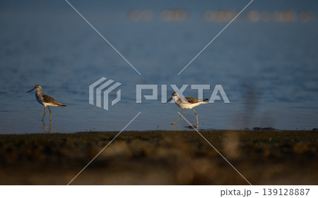 Pair of Marsh sandpipers foraging in a shallow lagoon at sunrise in Mannar, Sri Lanka. Coastal wetland wildlife scene Pair of Marsh sandpipers foraging in a shallow lagoon at sunrise in Mannar, Sri Lanka. Coastal wetland wildlife scene 139128887