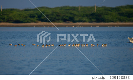 Flock of Curlew sandpipers foraging in a shallow lagoon at Sunrise in Mannar, Sri Lanka. Coastal wetland wildlife scene 139128888