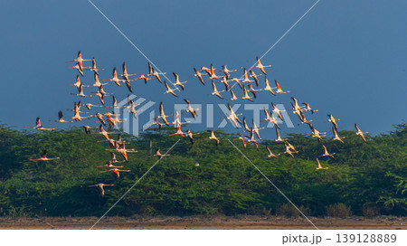 Flock of flamingos flying over Mannar lagoon, Sri Lanka. Coastal sandbar and lush green mangrove background under a clear blue sky 139128889