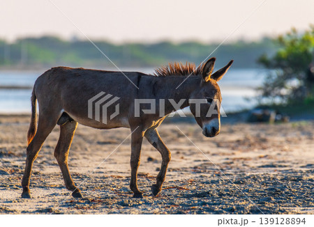 Wild donkey walking along the sandy shore at Mannar lagoon, Sri Lanka. Soft backlit light and blurred water and greenery in the background 139128894