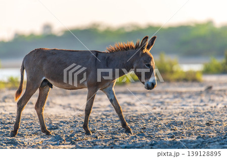 Wild donkey walking along the sandy shore at Mannar lagoon, Sri Lanka. Soft backlit light and blurred water and greenery in the background 139128895