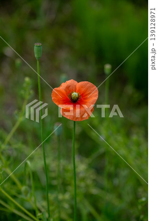 道端に咲くナガミヒナゲシの花 道端に咲くナガミヒナゲシの花 139128971