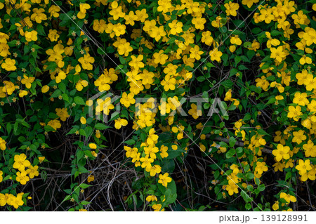 たくさん咲いている山吹の花 たくさん咲いている山吹の花 139128991