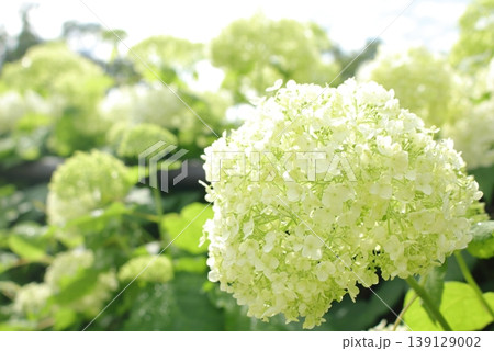 シンボルプロムナード公園 出会い橋に咲く紫陽花 シンボルプロムナード公園 出会い橋に咲く紫陽花 139129002