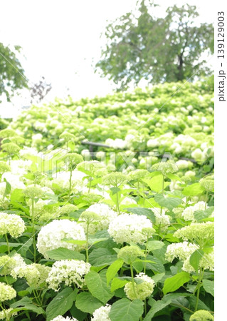 シンボルプロムナード公園　出会い橋に咲く紫陽花 139129003