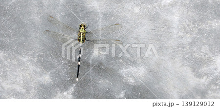 Dragonfly on Concrete Surface with Transparent Wing Detail Dragonfly on Concrete Surface with Transparent Wing Detail 139129012