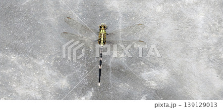 Dragonfly on Concrete Surface with Transparent Wing Detail 139129013