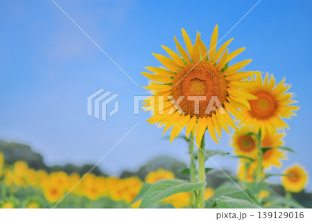 夏空の下で咲くひまわりと爽やかな自然風景 夏空の下で咲くひまわりと爽やかな自然風景 139129016
