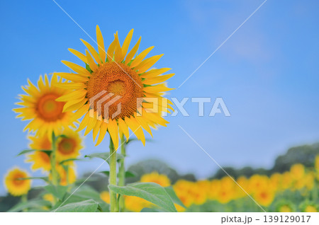 夏空の下で咲くひまわりと爽やかな自然風景 夏空の下で咲くひまわりと爽やかな自然風景 139129017