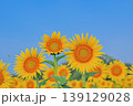 夏空の下で咲くひまわりと爽やかな自然風景 139129028