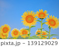 夏空の下で咲くひまわりと爽やかな自然風景 139129029