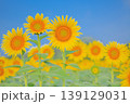 夏空の下で咲くひまわりと爽やかな自然風景 139129031