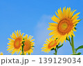 夏空の下で咲くひまわりと爽やかな自然風景 139129034