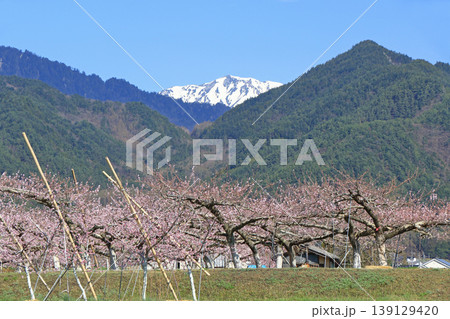 桃の花咲く安曇野の春 139129420