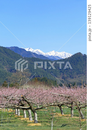 桃の花咲く安曇野の春 桃の花咲く安曇野の春 139129425