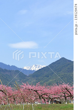 桃の花咲く安曇野の春 139129474