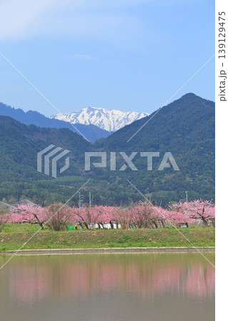 桃の花咲く安曇野の春 139129475