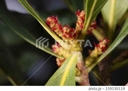 自然　植物　ヤマモモ、雌花。十ミリ程の円柱形の花序に花弁のない小花が沢山、二股の赤い花柱が目立ちます 139130119