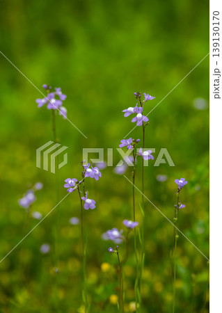 マツバウンランの花 139130170