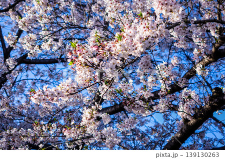 桜吹雪が舞い散る季節後半の恩田川 桜並木と春の風景 東京都町田市 桜吹雪が舞い散る季節後半の恩田川 桜並木と春の風景 東京都町田市 139130263