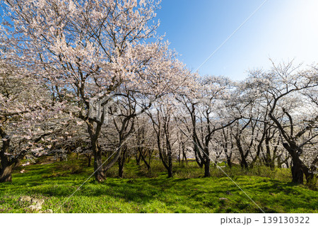 烏帽子山千本桜 139130322