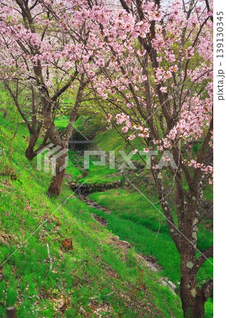 満開となった渓流沿いの山桜 満開となった渓流沿いの山桜 139130345