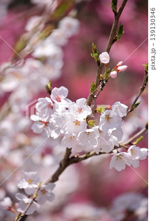 桜 1 桜 1 139130346