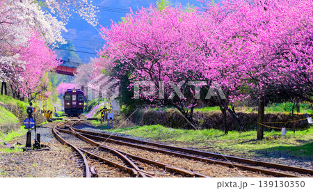 満開の花桃を走るわたらせ渓谷鉄道（16:9） 139130350
