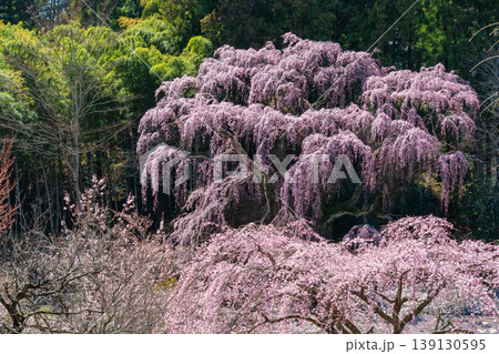 輝く枝垂れ桜 輝く枝垂れ桜 139130595