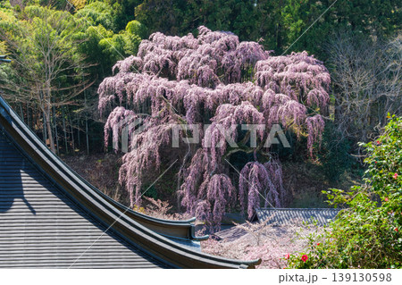 福聚寺桜と伽藍 福聚寺桜と伽藍 139130598