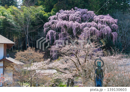 福聚寺桜と伽藍 139130603