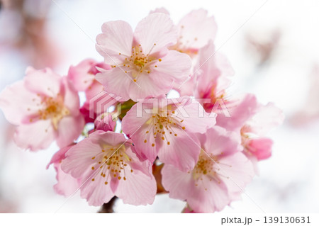 春の陽光を浴びる桜 春の陽光を浴びる桜 139130631