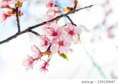 透明感のある桜の花 透明感のある桜の花 139130647
