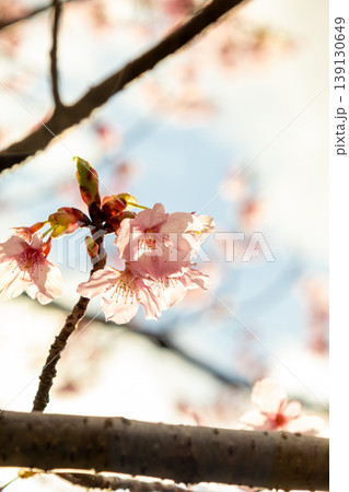 春の日差しを浴びる桜 139130649