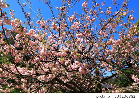 金沢　兼六園の桜 139130882