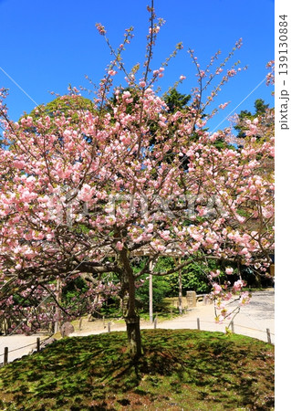 金沢 兼六園の桜 金沢 兼六園の桜 139130884