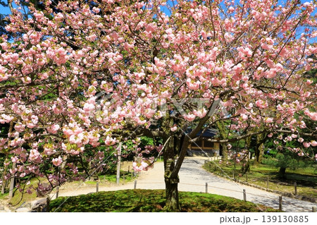 金沢 兼六園の桜 金沢 兼六園の桜 139130885