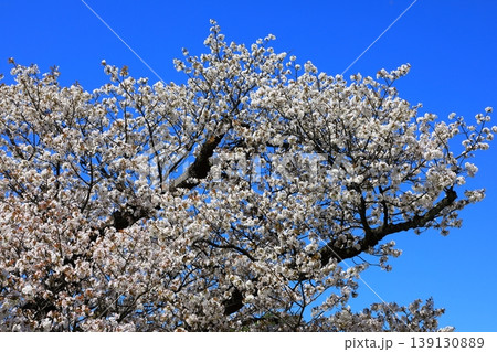 金沢 兼六園の桜 金沢 兼六園の桜 139130889
